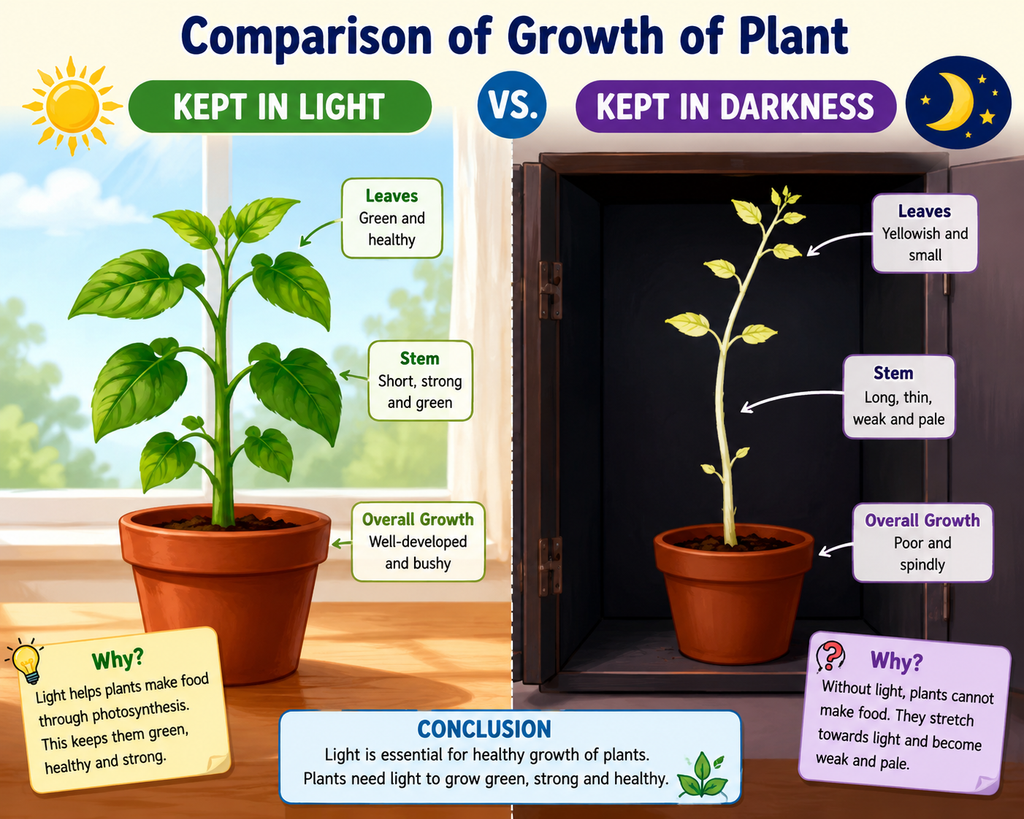 “Comparison of plant growth with and without light, showing a healthy green plant in light and a weak pale plant without light.”