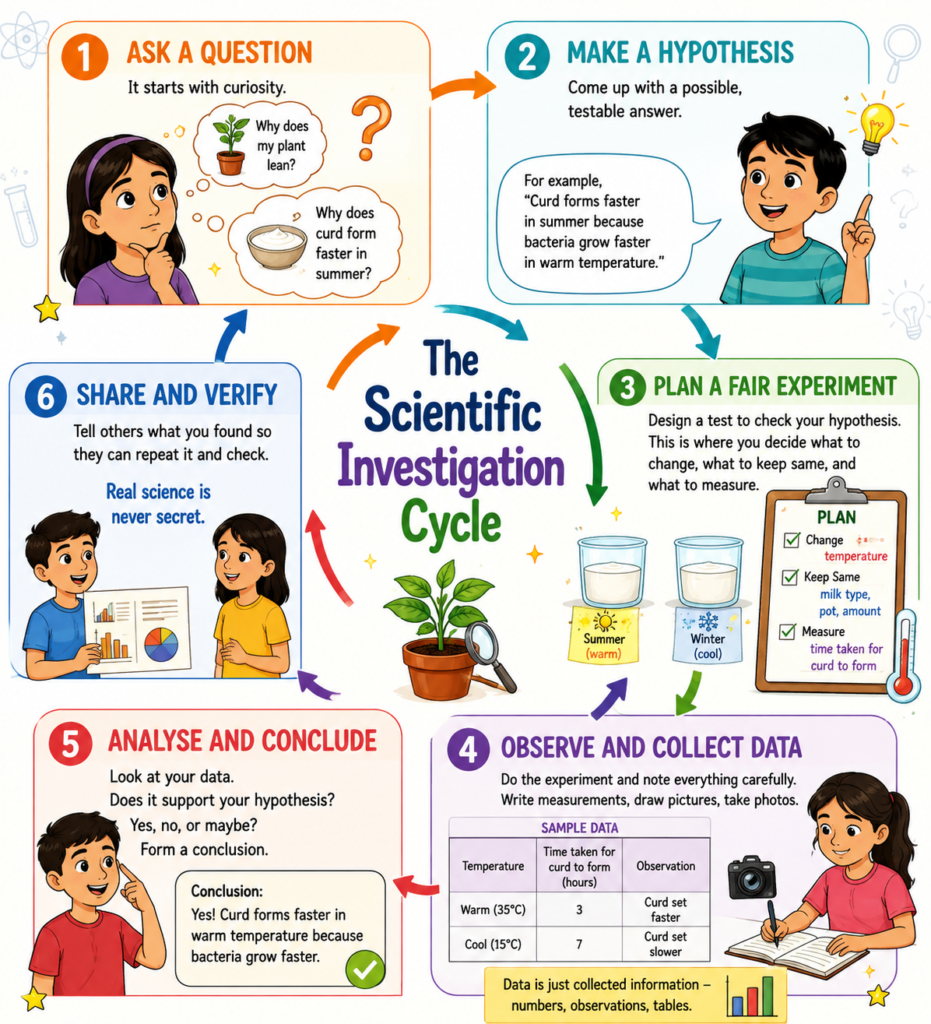 Scientific investigation cycle showing six steps: ask a question, make a hypothesis, plan a fair experiment, observe and collect data, analyse and conclude, and share and verify results.